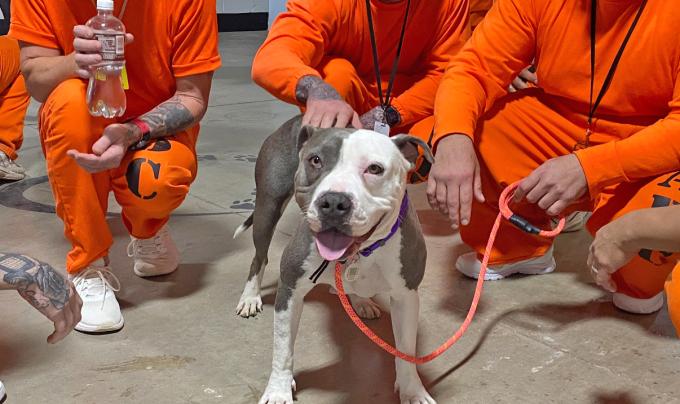 Pearl the dog surrounded by people wearing orange prison jumpsuits